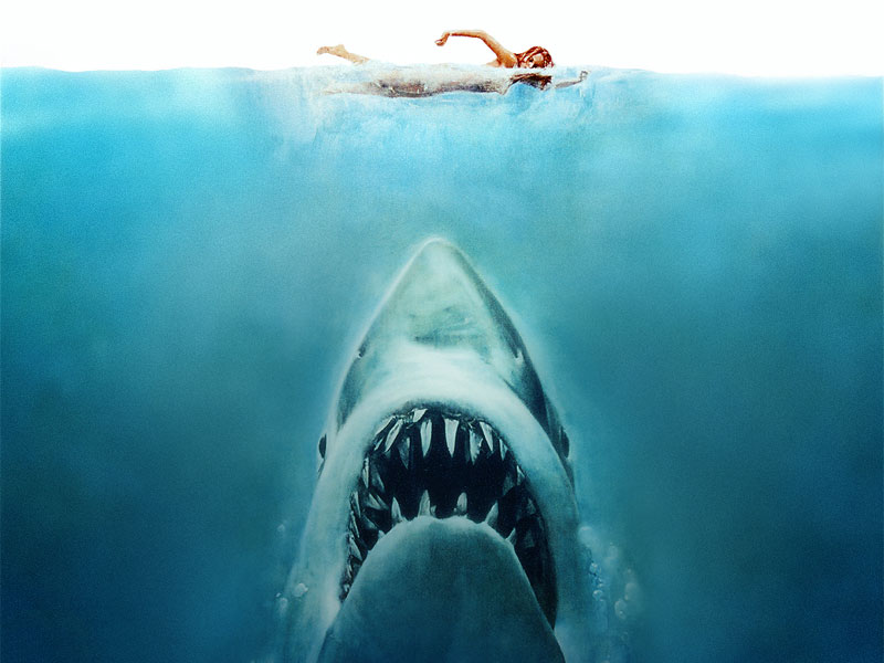 Shark’s in the Water, Our Shark