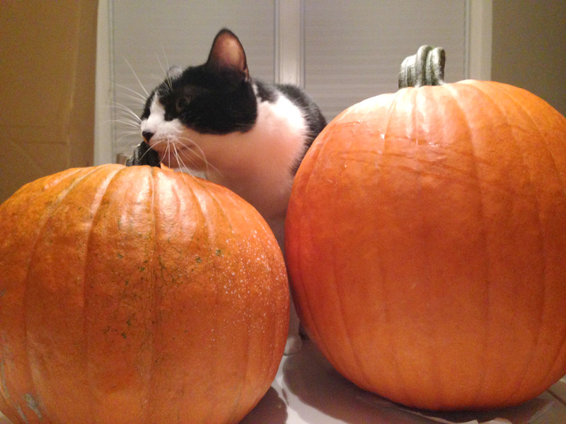 Gourd inspector