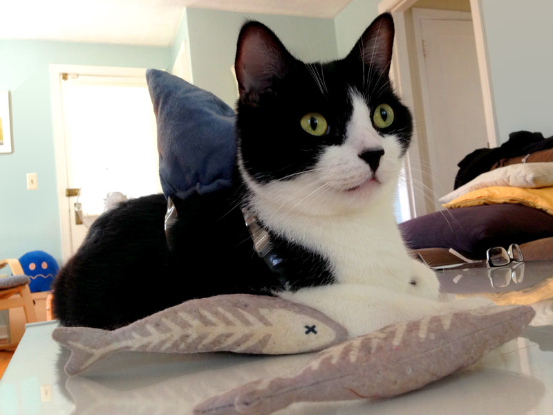 Our cat Quint in his shark costume, Photo by Miss So